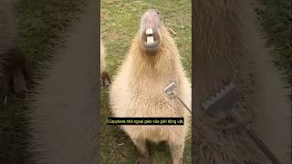 Capybara nhà ngoại giao của giới động vật