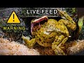 Garter Snake Eats BIG Toad  II *WARNING* Live Feed