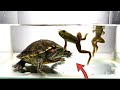Snapping turtle  red eared slider eating live bullfrog  live feeding 