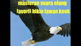 Masteran suara elang bikin keok lawan