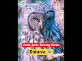 Ragam Jenis BURHAN 😱 #BurungHantuHoror #SuaraMalam #FaktaMencekam #SatwaLiar #FYP