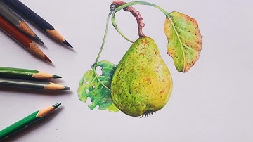 Drawing a pear | Colour pencil drawing | How to draw pear | Fruit drawing
