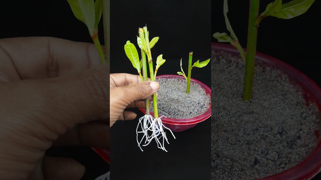 Discover how to grow ixora plant | 100% Success growing method