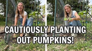 CAUTIOUS PLANTING ON THE ALLOTMENT / EMMA'S DIARIES