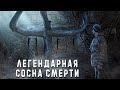 Нелегально в Чернобыль #4 | Ищем сосну смерти в Новошепеличах | Колхоз Калинина