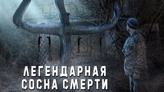 Illegally in Chernobyl #4 | We are looking for a pine of death in Novoshepelichi | Kolkhoz Kalinin