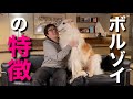 【ボルゾイの特徴】をペットショップ店長が解説します!