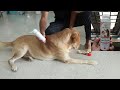 How to apply anti tick flea powder to dogs  use of tick flea powder  oscar the labrador