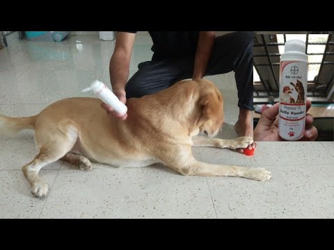 How to apply Anti tick flea powder to dogs || Use of tick flea powder || Oscar The Labrador