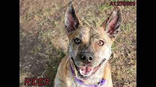 Please adopt, don't shop