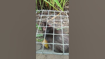 Chuột Lạ .... Lai Cống Nhum #shorts #bẫy chuột #chuột cống nhum #sănbắt #mousetrap #ngovanlam #sbth