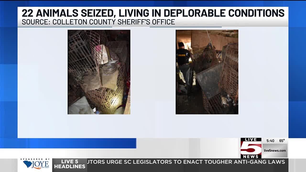 VIDEO: 22 animals seized in Colleton County animal abuse investigation ...