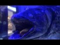 沼津港深海水族館CM の動画、YouTube動画。