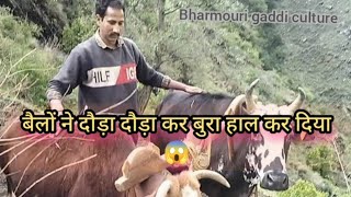 पहाड़ों में खेतों का काम शुरू।।😱 बैलों ने बुरा हाल कर दिया 😱।।#gaddi #ox #gaddiculture #field