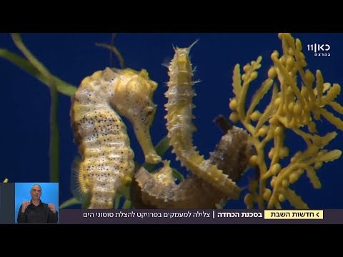 ישראל היא התקווה להצלת סוסוני הים מסכנת הכחדה 