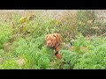3 months French mastiff/dogue de Bordeaux having his best time 🐾 の動画、YouTube動画。