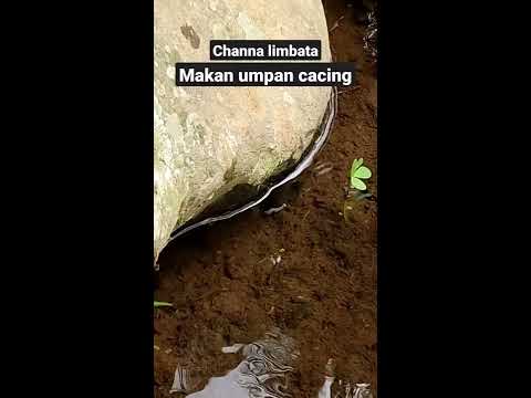 detik-detik ikan channa limbata makan umpan cacing