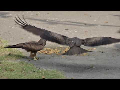 Free Stock Footage   Animals Birds Black Kite Cheel attacking for Food eating Me HD