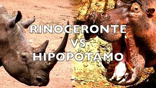 Rinoceronte VS Hipopótamo