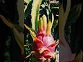 🌵growth dragon fruit 🍑  #shorts #trand #ai #fruit #dragon