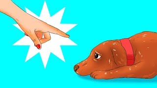 12 Coisas Perigosas Que Você Faz Com o Seu Cachorro Sem Nem Se Dar Conta