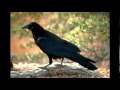 08 Trapezoid - Crow On The Cradle
