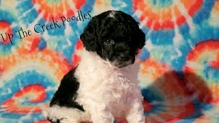 Miniature Poodle (Double Stuff) by Up The Creek Poodles 131 views 1 year ago 55 seconds