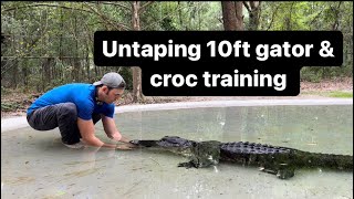 Untaping 10ft gator & croc training