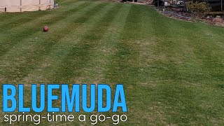 Spring Lawn Care | BLUEMUDA Golf Course Lawn
