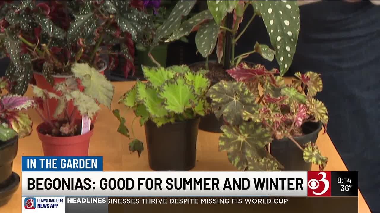 In the Garden: Begonias - YouTube