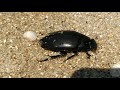 Большой чёрный водлоюб на азовском берегу. Water scavenger beetle on Azov sea shore