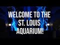 Touring the St. Louis Aquarium at Union Station!