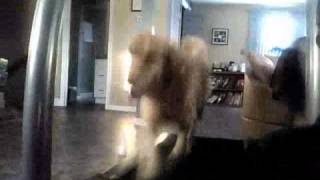 Runnin The Dog...lazy Man Style...