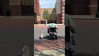 Service dog in training with wheelchair practice public access test PAT parking lots