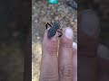Giant Footed Leaf Bug