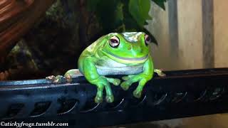 Watch Out For The Scary Dinner That Tickles You By Gumby