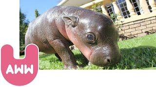 Harry the Baby Pygmy Hippo