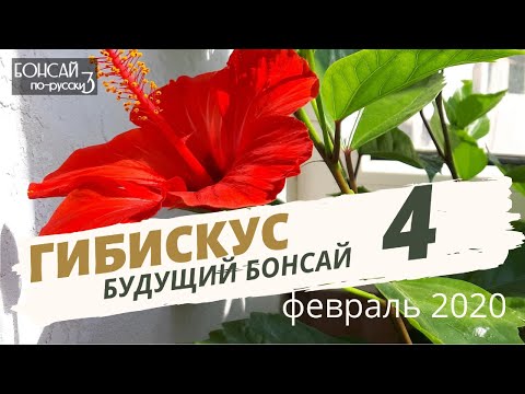 Бонсай из гибискуса. Прививка. Часть 4 | Февраль 2020