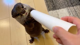 二足歩行に加えジャンプも上手くなってきた気がするカワウソ Otters seem to be getting better at walking on two legs and jumping.