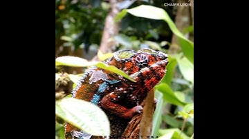 Panther Chameleon |😱 panther Chameleon shorts #trending #chameleon #viral #shorts #video