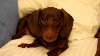 Sassy Dachshund Puppy