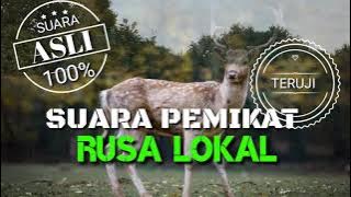Suara Rusa / suara pikat rusa ( Terbukti ampuh )