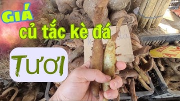 Giá Củ Tắc Kè Đá Tươi giá 80k/1kg - Tên Gọi khác là cốt toái bổ