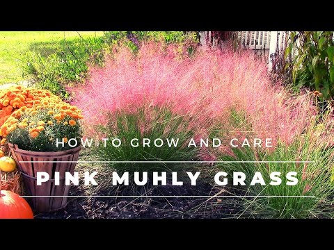 Pink Muhly Grass - How to Grow and Care for Muhlenbergia capillaris / Gulf Muhly