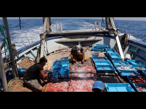 Un día en el mar: la pesca de la gamba roja de Dénia (Completo)