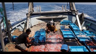 Un día en el mar: la pesca de la gamba roja de Dénia (Completo)