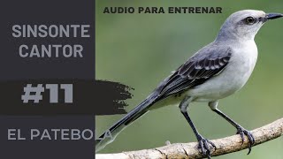 SINSONTE / CENZONTLE CANTOR #11. VÍDEO PARA ENSEÑARLE A CANTAR NUEVAS MELODÍAS A TU SINSONTE.