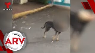 Perro con pie humano en el hocico captado paseando | Al Rojo Vivo