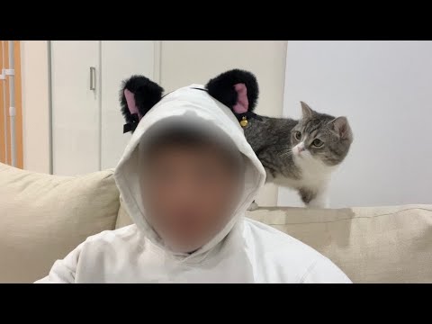 猫耳のカチューシャをつけて座ってたら猫の反応が…www