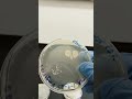 Environmental Sample - Microbial Ubiquity